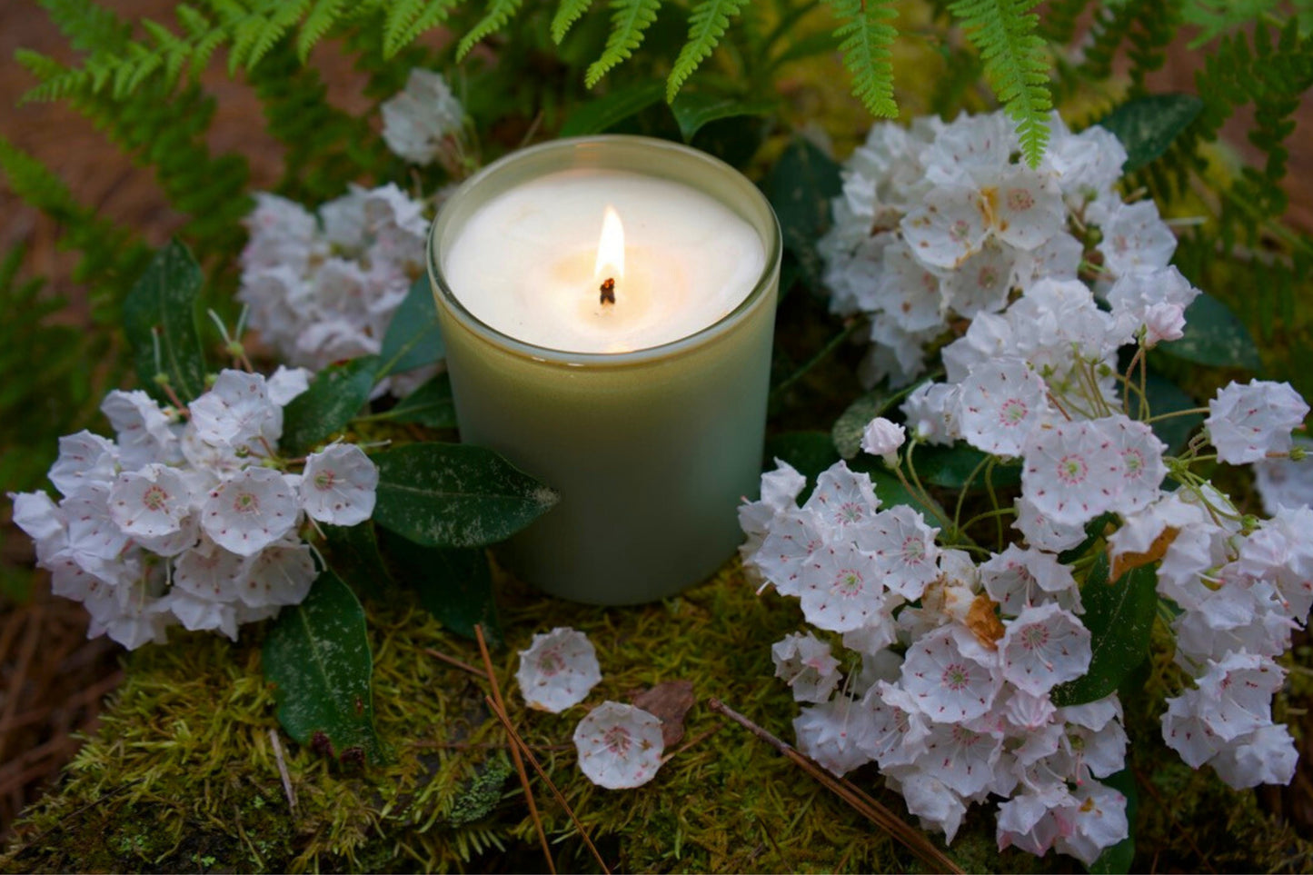 Mountain Laurel