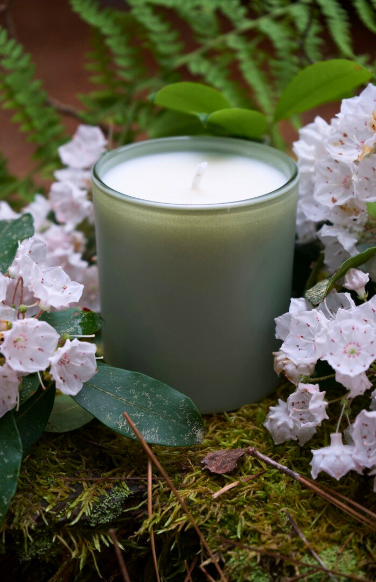 Mountain Laurel